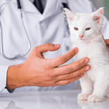 chat chez le vétérinaire